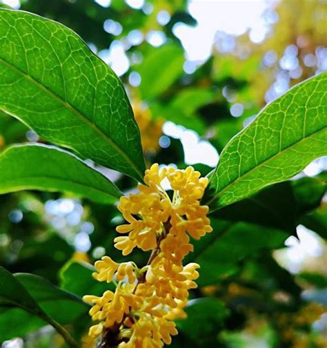 桂花寓意|桂花的花语与寓意（赏析桂花的丰富内涵）